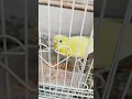 Njan njam njam love birds #shorts #reels #birds @LoveBirdofficial @Jovianlovebirds