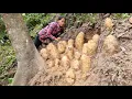 Lagu Harvest bamboo shoots, pumpkin vines, wild tubers giant - to the market to sell | Triệu Thị Dất