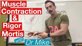 Download Rigor Mortis and Muscle Contraction | Muscular System MP3