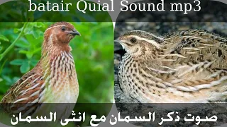 صوت ذكر السمان مع انثى السمان دندنها