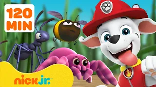 PAW Patrol Bug Rescues Adventures 2 Hours Nick Jr