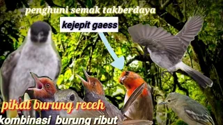 Download Kombinasi burung ribut ||mp3 pikat burung kecil paling joss gandos|| anti boncos MP3