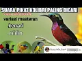 Download Lagu suara pikat semua jenis kolibri paling DICARI, paling ampuh juga buat masteran
