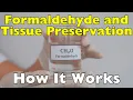 How Does Formaldehyde Preserve Organic Tissues