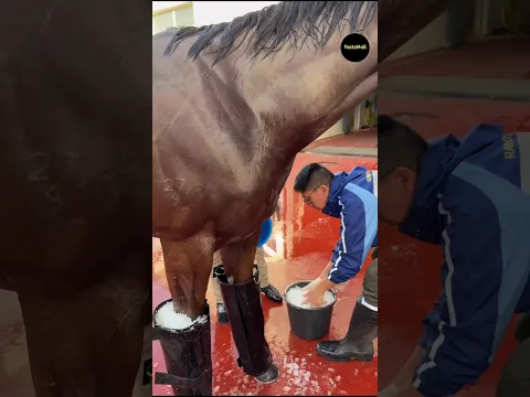 Horse Leg After The Race #shorts #ytshorts