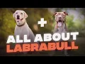 Pitbull Lab Mix What To Expect From This Unique Combination