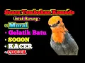 Download Lagu Masteran Burung kemade full Tembakan | Rekomendasi MP3