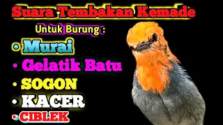 Download Masteran Burung kemade full Tembakan | Rekomendasi MP3