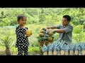 Download Lagu Harvesting the pineapple garden and bring it to the marketto sell - Taking care of pigs/XuanTruong
