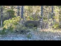 In focus Sitka black-tailed deer