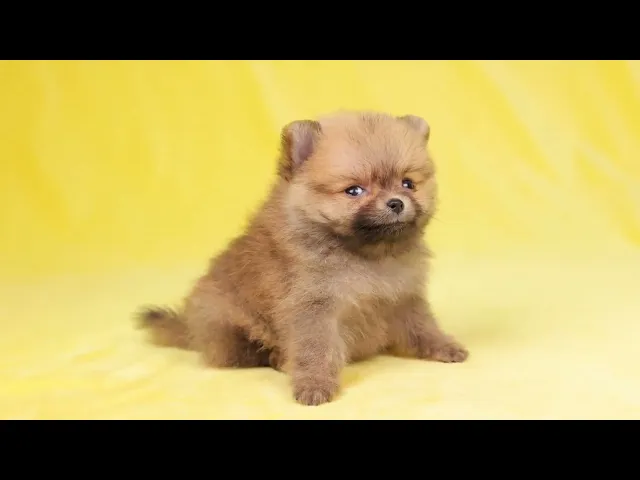 動画