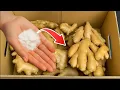 Lagu How to Store Fresh GINGER for 1 Year – No MOLD, No Rot, No Sprouting, No Spoiling!