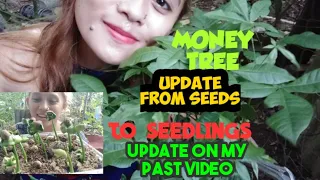 Download MY MONEY TREE  SEEDLINGS FROM SEEDS TO SEEDLINGS UPDATE SA SEEDS ON MY PAST VIDEO MP3