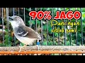 Download Lagu Paling cepat memancing emosi dan birahi ciblek MACET,  pancingan ciblek semi agar cepat bunyi