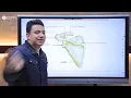 practical Anatomy Dr Hossam Slim Appendicular Skeleton Bone Landmarks All joints