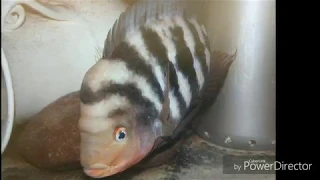 Download Understanding Amphilophus Cichlid Species Genetics PT.5 HD1 MP3