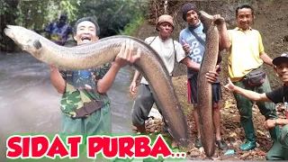 viral kumpulan strike sidat raksasa sidat purba yang pernah terekam camera big eel