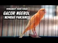 Download Lagu KENARI GACOR PANJANG Emosi Cuit Cuit NGEROL AMPUH utk Pancingan Kenari Paud dan Masteran Murai Batu