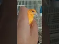 Lagu Small in my hand π #bird #birds #canary #kenari #kenarijambul #lovebirds #canarias #canario #cute