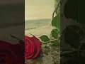 Download Lagu Pal pal//#sodeya yu tera sharmana meri jan na le le//#love #palpal 🥰❤️
