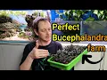 Lagu Emersed Bucephalandra FARM. P1 Setting up my Buce farm.