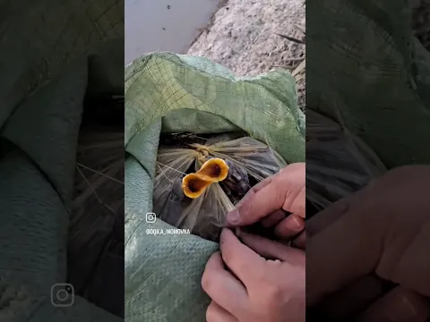 Musirga tashlangan polapon