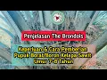Lagu Penjelasan The Brondols - Keperluan \u0026 Cara Pemberian Pupuk Borat/Boron Kelapa Sawit Umur 7-8 Tahun