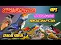 Download Lagu PIKAT BURCIL KOMBINASI SOGON  RIBUT MP3 ANTI ZONK SUARA JERNIH