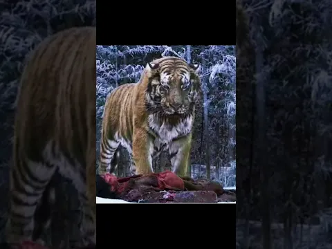 Why Animal Not Servive Wolf Attack By info wild news