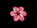 Download Lagu ✩ Random Sped Up \u0026 Slowed edit audios bc im addicted to tiktok pt36 + timestamps !! ✩