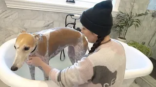 Bunny s First Bath