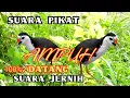 Download Lagu SUARA BURUNG RUAK RUAK ASLI AMPUH SUARA JERNIH LANSUNG DATANG 