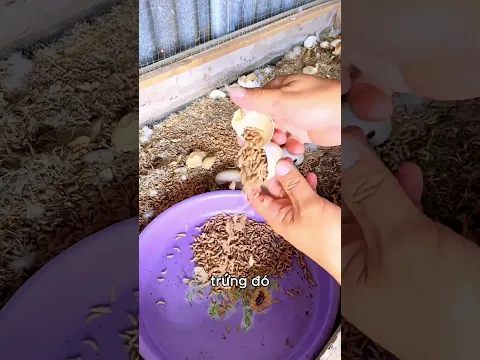 Cách nuôi vịt "0 đồng": Bí quyết từ những quả trứng hỏng!