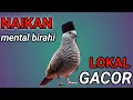 Download Lagu Perkutut lokal SI RAJA pikat -sekali bunyi yang lain ikut MANGGUNG.