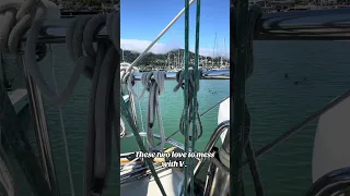 I think all 3 of em are confused lol. #fyp #vlog #dream #travel #doberman #petsofyoutube #sailing
