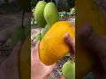 Download Lagu How To Cut | Fresh Fruit Cutting In My Farm