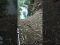 Siulan pemanggil ikan,buktikan!!!!