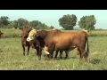 Santa Gertrudis on the Commercial Operation