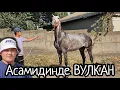 Download Lagu ВУЛКАН АСАМИДИНДЕН