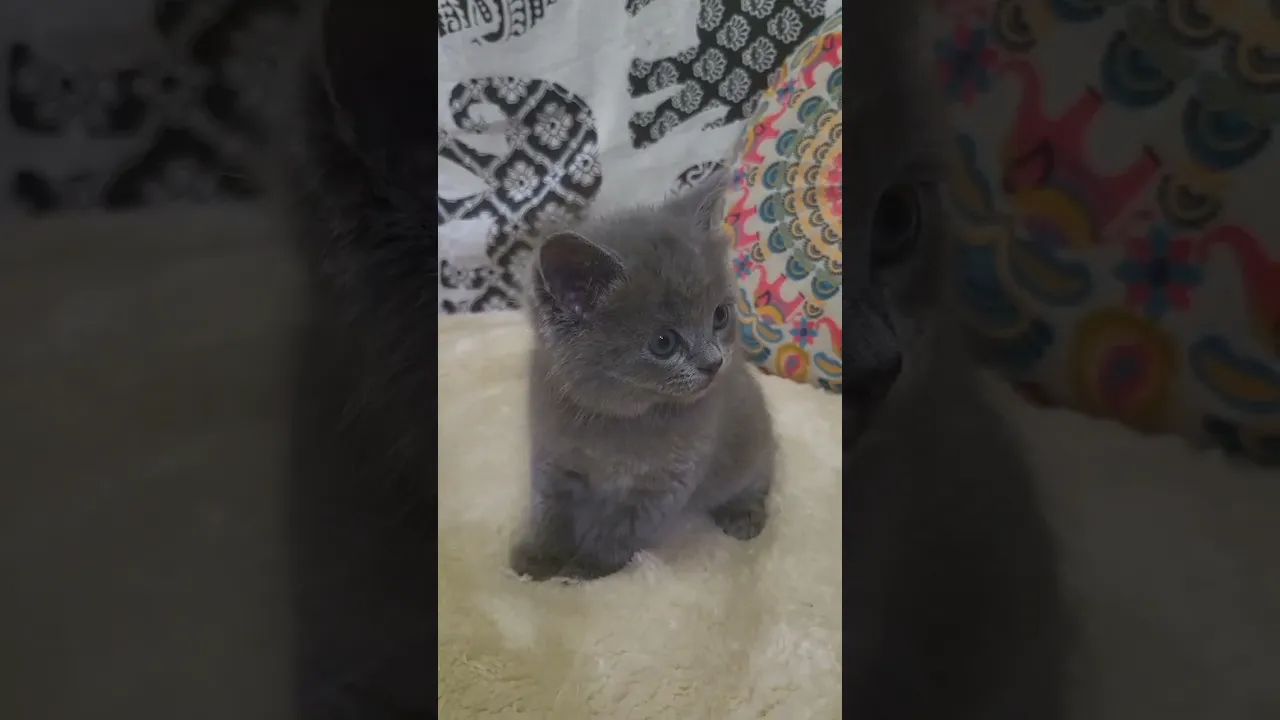 動画