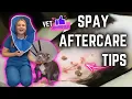 Dog Spay Surgery After Care 5 Tips Veterinary Approved