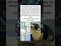 Download Lagu This Bird Flew 42 Days Without Getting Lost! #shorts