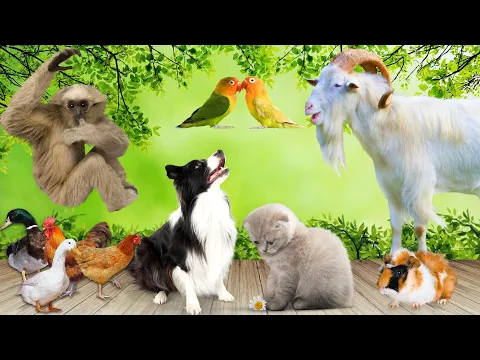 Download MP3 Animal sounds - Cow, Dog, Cat, Parrot, Goat - Familiar animals