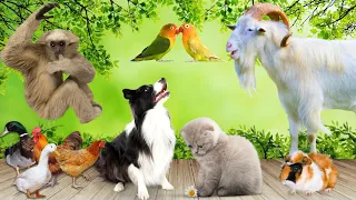 animal sounds cow dog cat parrot goat familiar animals
