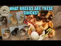 Identifying the Breeds of Our Chicks What to look for