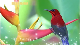 Download Kicau Burung Kolibri Sepah Raja Gacor Tembakan Super master..!! MP3