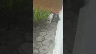 peek a boo cat