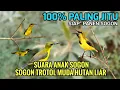 Download Lagu MP3 Suara Pikat Sogon Anakan Trotol Muda Hutan Terbukti Ampuh 