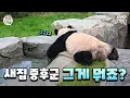 Download Lagu Welcome! Is this your first time at Second House? 🏡 (Feat. Luhu, 120% satisfaction rating)｜#Panda...
