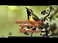 Download Lagu SUARA PIKAT BURUNG SOGOK ONTONG RIBUT // PIKAT SOGON AMPUH 100% //   DI JAMIN LANGSUNG DATANG